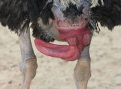 Já viram um pênis de avestruz?