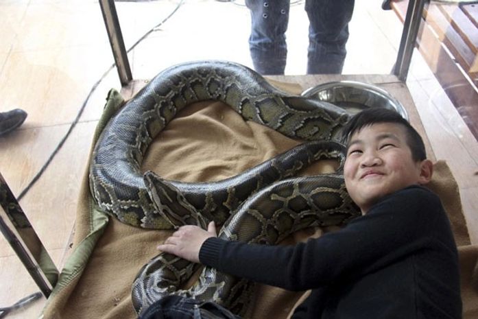 Chinês pretende passar 15 dias em 'gaiola' com cobra gigante