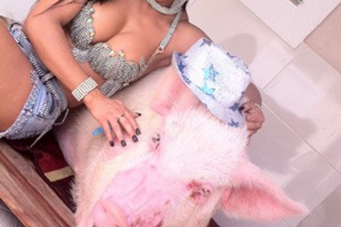 Musa da Portela cuida de 'porquinho' de estimação de 250 kg no Rio