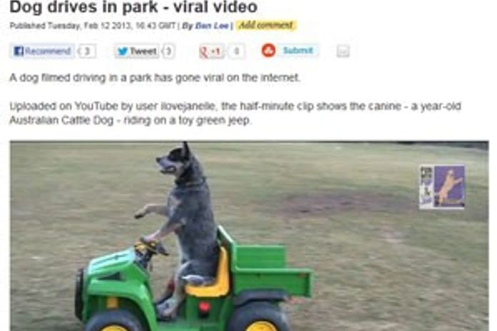 Vídeo de cachorro que dirige em parque ganha destaque na web