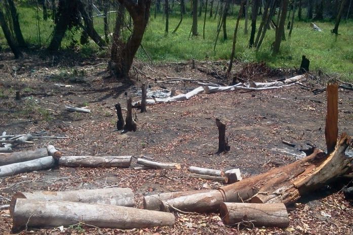 Fiscalização em área desmatada entre os bairros da Serraria e do Benedito Bentes