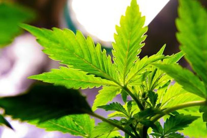 Uruguai pedirá aos usuários que comam ou inalem maconha