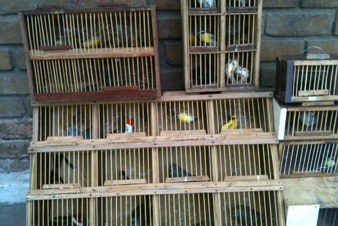 Pássaros foram resgatados