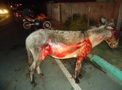 Homem amarra jegue em veiculo e arrasta por mais de 3 km em rodovia