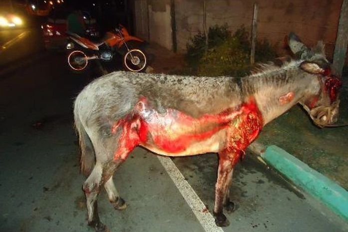 Homem amarra jegue em veiculo e arrasta por mais de 3 km em rodovia