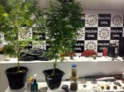 Polícia apreende pés de maconha em apartamento de classe média alta
