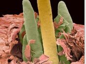 Você não vai gostar de saber o que está vendo nesta foto