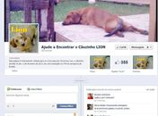 Donos de cão sumido em voo da TAM usam Facebook para procurá-lo