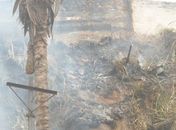 Fogo destruiu parte da vegetação 