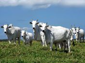 Animais roubados eram abatidos e carne vendida em feiras livres