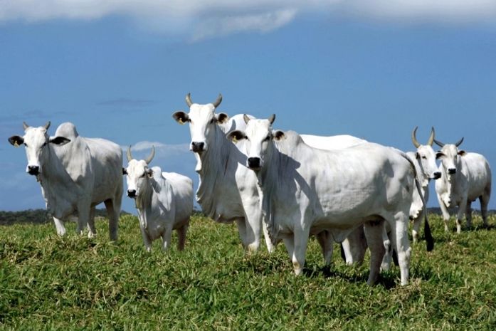 Animais roubados eram abatidos e carne vendida em feiras livres