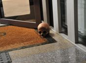 Mais um crânio é encontrado em prédio de São Paulo