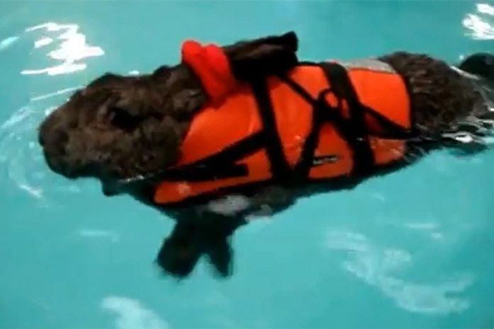 De colete salva-vidas, coelha faz hidroterapia para tratar artrite