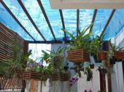Cultivando orquídeas no dia da mulher