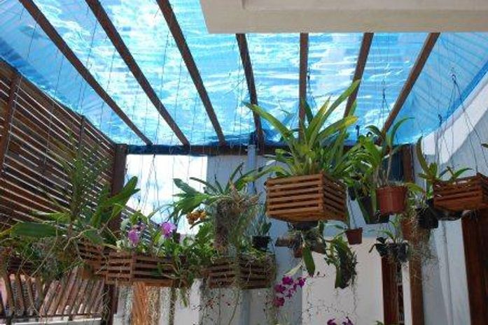 Cultivando orquídeas no dia da mulher