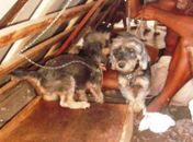 Cercado por cães e gatos, homem vive nas ruas de Maceió