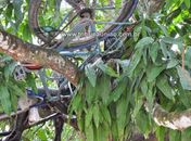 Corpo e bicicleta foram encontrados entre galhos de mangueira