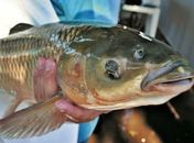 Feira do Peixe-Vivo será lançada em Maceió nesta terça-feira