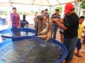 Feira do Peixe Vivo começa na próxima terça-feira