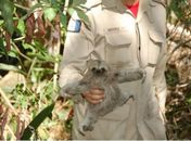 Jovens salvam mãe e filhote de bicho preguiça em Marechal Deodoro