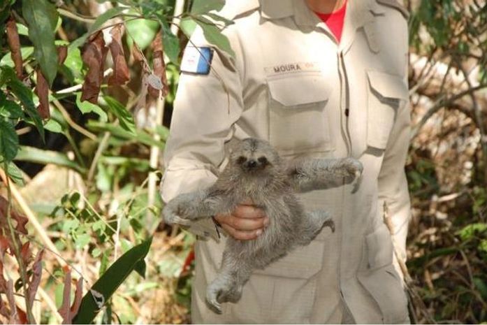 Jovens salvam mãe e filhote de bicho preguiça em Marechal Deodoro