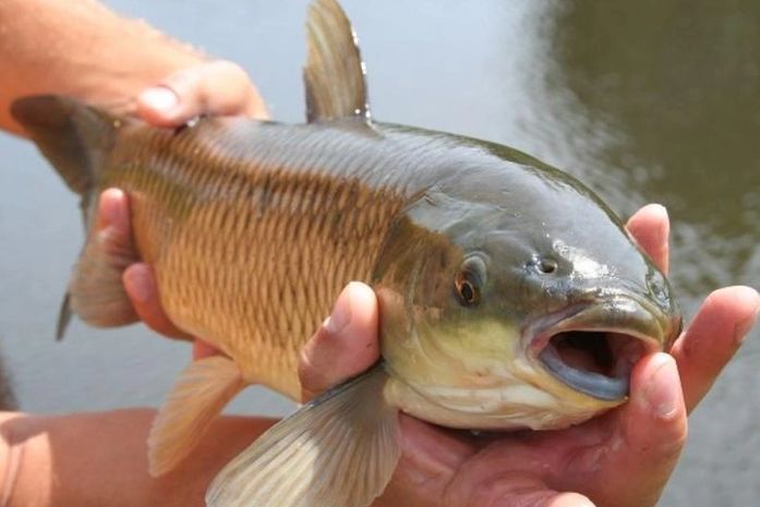 Feira na Pecuária comercializa peixes e moluscos para Semana Santa