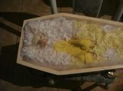 Gato é velado em Minas Gerais, mas Polícia proíbe sepultamento no cemitério da cidade