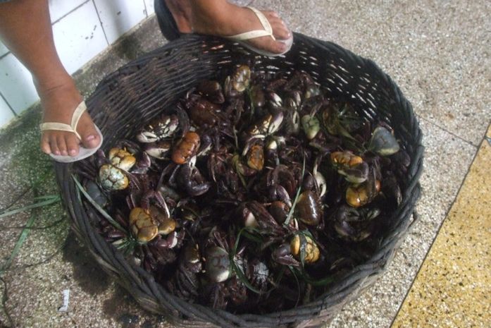 Síndrome do Caranguejo Alagoano