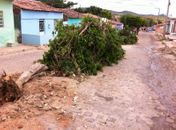  População acusa prefeitura de derrubar árvores em via pública