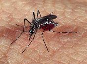 Registro de suspeitas de dengue aumenta 279% de janeiro a março