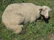 Ataques de cães em propriedades rurais causam prejuízo para agricultores familiares 