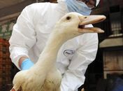 Agente de saúde examina em mercado na cidade chinesa de Changsha 