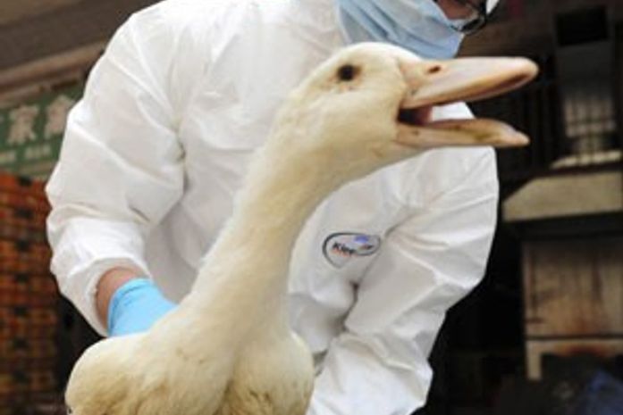 Agente de saúde examina em mercado na cidade chinesa de Changsha