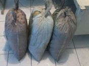 Maconha foi apreendida no sertão