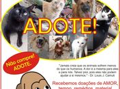 NEAFA vai promover feira de adoção de cães e gatos neste sábado (20)