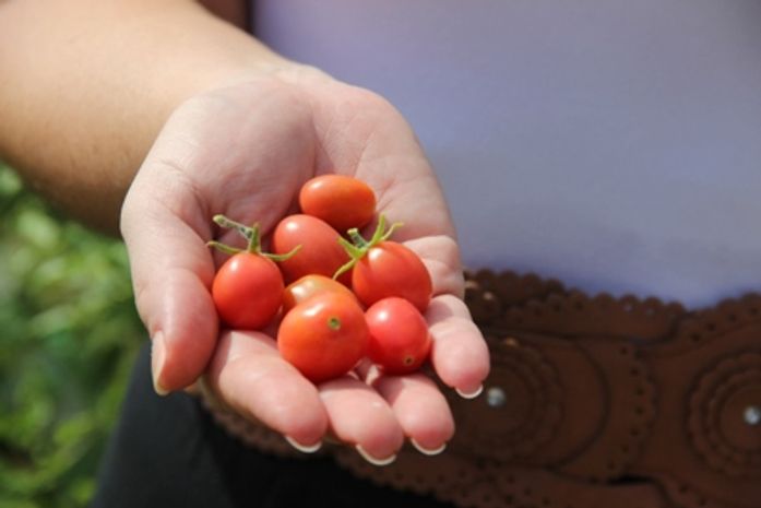Tomate cereja é queridinho da criançada