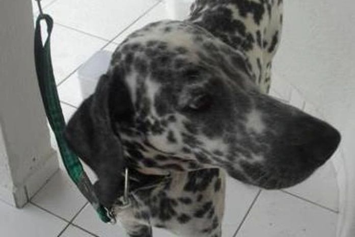 Cão perdido