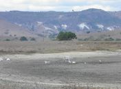 Seca em Tanque D´Arca