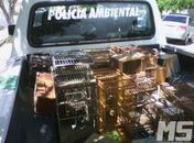 Polícia Ambiental apreende 70 pássaros em Delmiro Gouveia