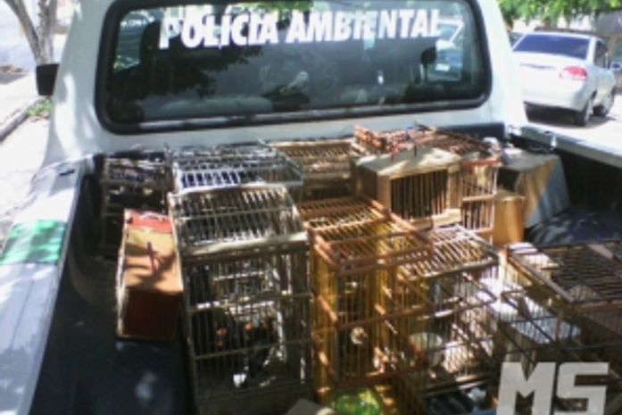 Polícia Ambiental apreende 70 pássaros em Delmiro Gouveia