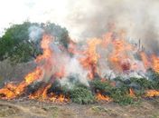 Apreensão e destruição de maconha.