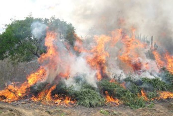 Apreensão e destruição de maconha.