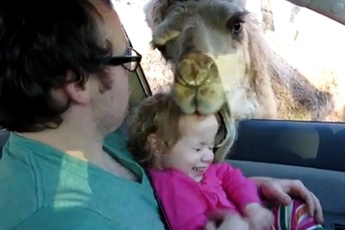 Camelo faminto 'morde' cabeça de menina em 'safari drive thru'