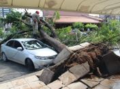 Queda de árvore destrói veículo, danifica rede elétrica e gera transtornos na Stella Maris
