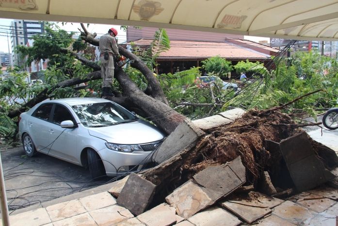 Queda de árvore destrói veículo, danifica rede elétrica e gera transtornos na Stella Maris