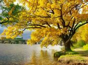 Satuba receberá mudas de Ipê para arborização