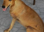 Caminhada combate os maus-tratos contra os animais  