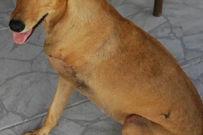 Caminhada combate os maus-tratos contra os animais