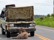 Animal na pista causa acidente na BR-316 em Dois Riachos