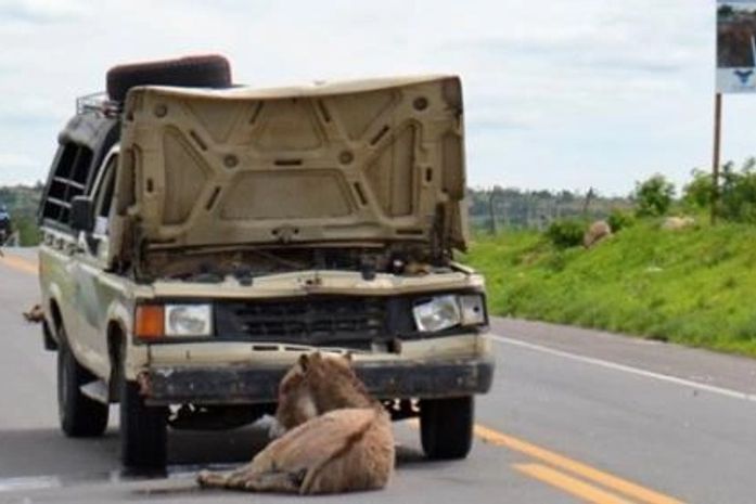 Animal na pista causa acidente na BR-316 em Dois Riachos